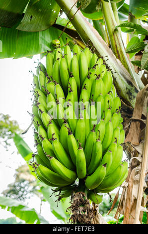 Le banane che cresce su un azienda di caffè (o finca) vicino Salento nella zona Cafetera regione di Quindio, Colombia Foto Stock