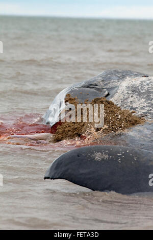 Capodoglio (Physeter macrocephalus) . Fluke di coda di fine di un 14 metri di lunghezza della spiaggiata animale, Hunstanton, North Norfolk, Regno Unito. 2016 Foto Stock