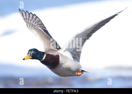 Mallard drake in volo a livello degli occhi rivolto verso sinistra tre quarti Foto Stock