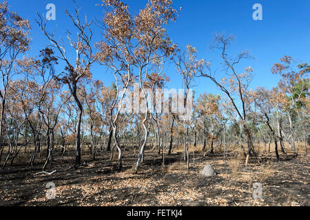 Bushfire danni, Golfo di Savannah, Queensland, QLD, Australia Foto Stock