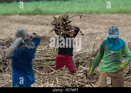 Raccolta Sugercane,Negros Occidental,Filippine Foto Stock