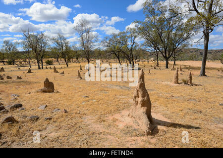 Termite tumuli, Golfo di Savannah, Queensland, Australia Foto Stock