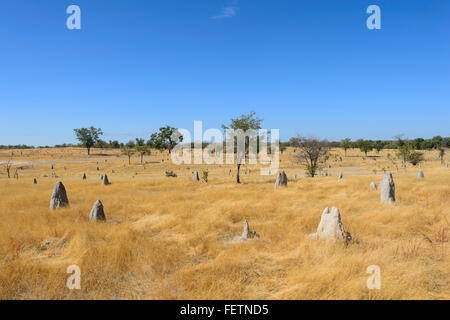 Termite tumuli, Golfo di Savannah, Queensland, Australia Foto Stock