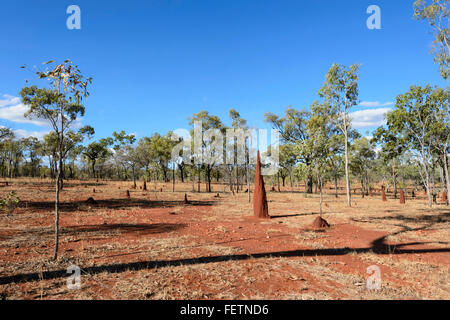 Termite tumuli, Golfo di Savannah, Queensland, Australia Foto Stock