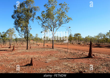 Termite tumuli, Golfo di Savannah, Queensland, Australia Foto Stock