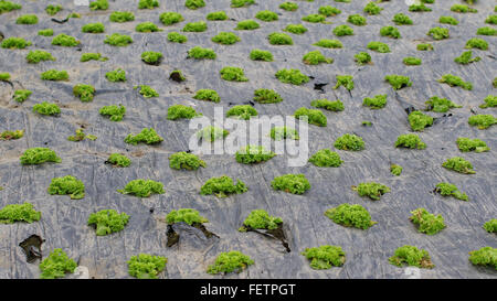 Campo di righe di verde insalata bio Agricoltura Foto Stock