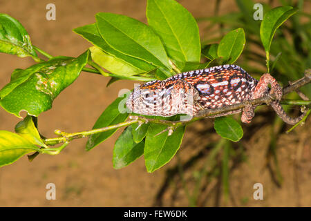 Tappeto femmina (Chameleon Furcifer lateralis), Madagsacar Foto Stock