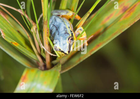 Blu-indietro reed rana, (Heterixalus madagascariensis), Maroantsetra, Madagascar Foto Stock