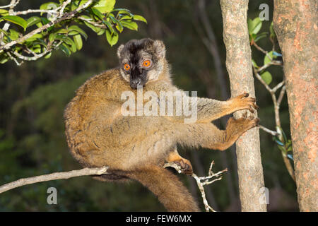 Rosso fiammante lemure marrone (il Eulemur Rufus), Andasibe-Mantadia Parco nazionale del Madagascar Foto Stock