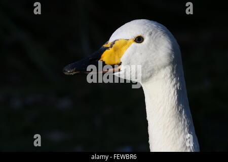 Eurasian Bewick's Swan (Cygnus bewickii, Cygnus columbianus bewickii), primo piano della testa Foto Stock