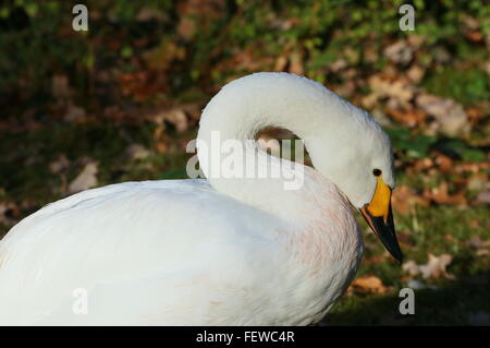 Eurasian Bewick's Swan ( Cygnus bewickii, Cygnus columbianus bewickii) Foto Stock