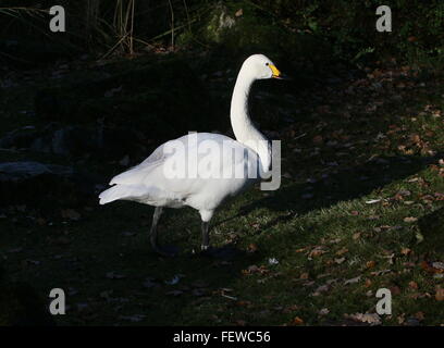 Eurasian Bewick's Swan (Cygnus bewickii, Cygnus columbianus bewickii) Foto Stock