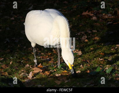 Eurasian Bewick's Swan ( Cygnus bewickii, Cygnus columbianus bewickii) Foto Stock