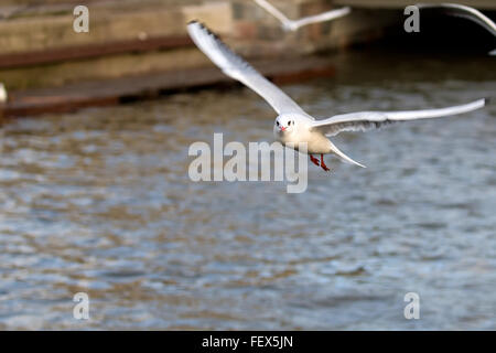 Mew gabbiano in volo Foto Stock