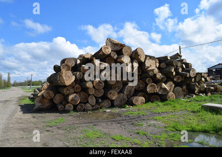 I registri vengono impilati in un heap di fronte alla segheria. Materie prime per l'industria del legno. Foto Stock