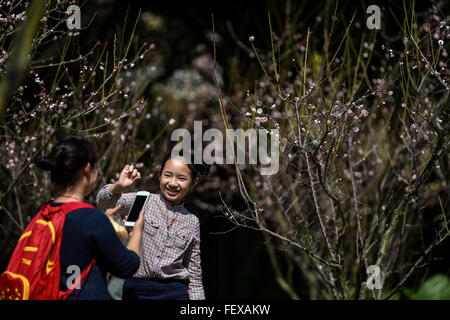 Shenzhen, Cina la provincia di Guangdong. Il 9 febbraio, 2016. Visitatori Visualizza fiori di susina presso un giardino di susina di Shenzhen, Cina del sud della provincia di Guangdong, Febbraio 9, 2016. © Mao Siqian/Xinhua/Alamy Live News Foto Stock