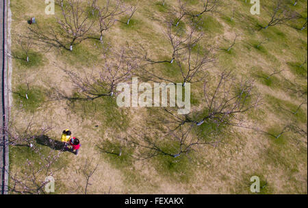 Shenzhen, Cina la provincia di Guangdong. Il 9 febbraio, 2016. Visitatori Visualizza fiori di susina presso un giardino di susina di Shenzhen, Cina del sud della provincia di Guangdong, Febbraio 9, 2016. © Mao Siqian/Xinhua/Alamy Live News Foto Stock