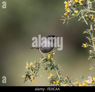 Sardo Melanistic Trillo Sylvia melanocephala maschio adulto Anarita Cipro Primavera, molto raro e non spesso fotografato Foto Stock