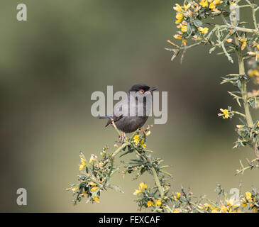 Sardo Melanistic Trillo Sylvia melanocephala maschio adulto Anarita Cipro Primavera, molto raro e non spesso fotografato Foto Stock