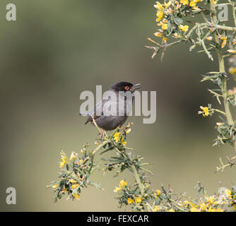 Sardo Melanistic Trillo Sylvia melanocephala maschio adulto Anarita Cipro Primavera, molto raro e non spesso fotografato Foto Stock