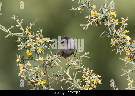 Sardo Melanistic Trillo Sylvia melanocephala maschio adulto Anarita Cipro Primavera, molto raro e non spesso fotografato Foto Stock