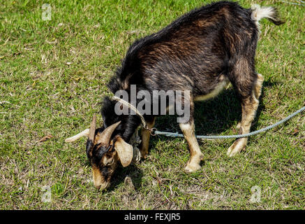 Fattoria Tethered capra animali pascolano l'erba verde Foto Stock