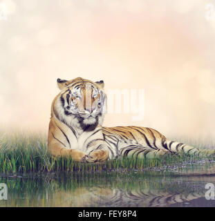 Tiger in appoggio nei pressi di un laghetto Foto Stock