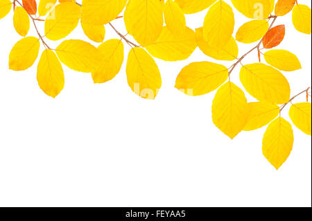 Ramo di faggio in autunno isolato su bianco Foto Stock