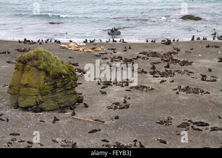 Rookery del nord le foche e leoni di mare nell'isola di Bering Foto Stock