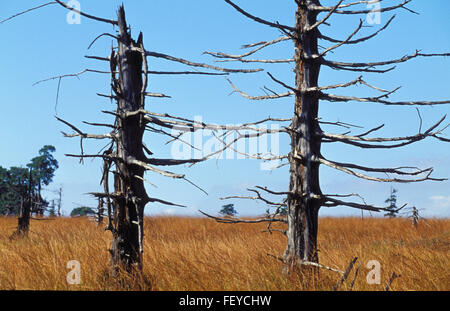 BEL, Belgio, ad alta moor Hohes Venn, abeti morti BEL, Belgien, Hochmoor Hohes Venn, abgestorbene Fichten Foto Stock