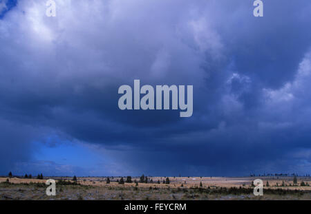 BEL, Belgio, ad alta moor Hohes Venn, tempesta nuvole BEL, Belgien, Hochmoor Hohes Venn, Gewitterwolken Foto Stock