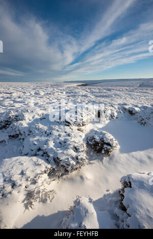 Coperte di neve sulla brughiera sopra Bleaklow Glossop nel Derbyshire. Bassa pomeriggio di sole sulla coperta di neve tumuli di erica. Foto Stock