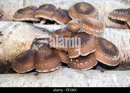 Funghi Shiitake Foto Stock