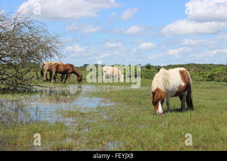 New Forest pony, pony Shetland e cow accanto all'acqua Foto Stock