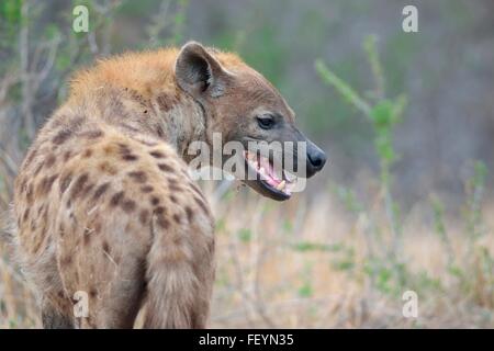 Spotted Hyena (Crocuta crocuta), maschio adulto, in piedi, la bocca aperta, la mattina presto, Kruger National Park, Sud Africa e Africa Foto Stock