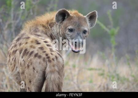 Spotted Hyena (Crocuta crocuta), maschio adulto, in piedi, la bocca aperta, la mattina presto, Kruger National Park, Sud Africa e Africa Foto Stock