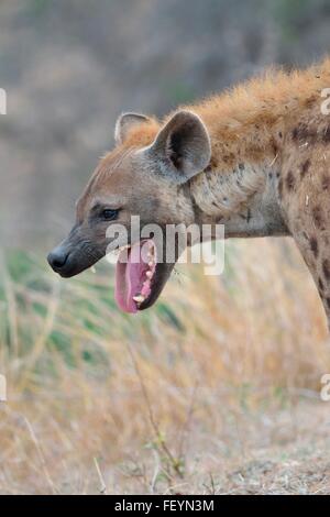 Spotted Hyena (Crocuta crocuta), maschio adulto, sbadigli, nelle prime ore del mattino, il Parco Nazionale Kruger, Sud Africa e Africa Foto Stock