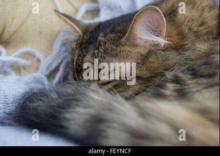 Un sonno capelli lunghi tabby cat Foto Stock