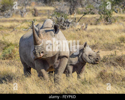 Il rinoceronte nero madre e vitello Foto Stock
