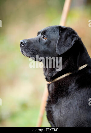 Nero labrador retriever Foto Stock