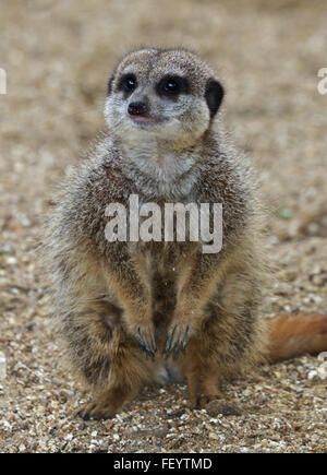 Slanciata Meerkat codato (suricata suricatta) Foto Stock