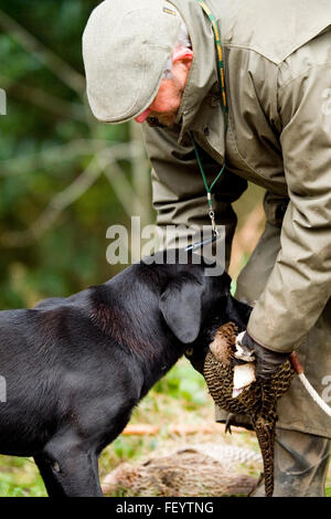 gundog (nero labrador retriever) che dà al suo proprietario un fagiano Foto Stock