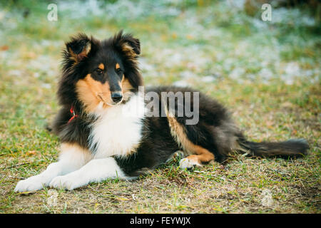 Giovani Shetland Sheepdog, Sheltie, Collie cucciolo all'aperto Foto Stock