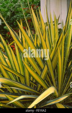 YUCCA FILAMENTOSA 'colore guardia' , ADAMS AGO Foto Stock