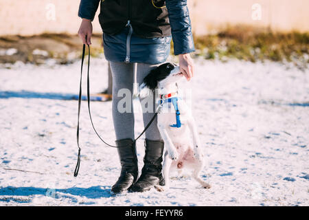 Russian Spaniel cane salta vicino al proprietario durante il corso di formazione. Stagione invernale Foto Stock