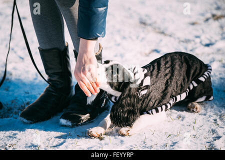 Russian Spaniel cane si siede vicino al proprietario durante il corso di formazione. Stagione invernale Foto Stock