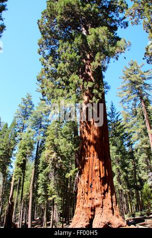 Alberi giganti Foto Stock