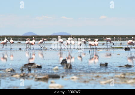 Fenicotteri wade attraverso l'URU Uru laguna di Oruro in Bolivia, 23 gennaio 2016. Grazie al Lago Poopo essiccazione fino, 60 km di distanza, molti hanno migrato qui in modo permanente, ma la laguna è inquinata e i fenicotteri si trovano di fronte a una catastrofe ecologica. Foto: GEORG ISMAR/DPA Foto Stock