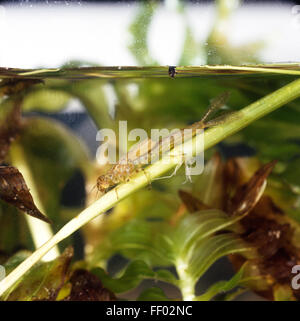 Ninfa di libellula in appoggio su una canna in acquario Foto Stock