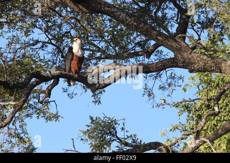 Un pesce africano eagle, si siede su un ramo che si affaccia su un fiume in attesa per la sua prossima cattura Foto Stock